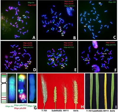 Molecular and cytogenetic dissection of stripe rust resistance gene Yr83 from rye 6R and generation of resistant germplasm in wheat breeding